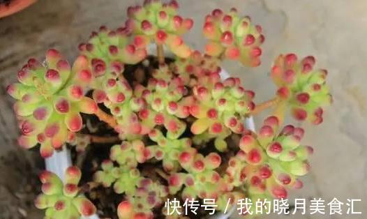 论怎样为变丑的多肉植物整容