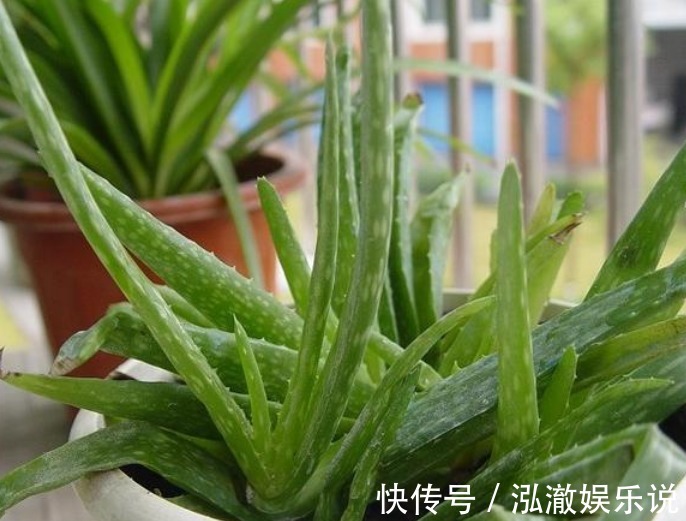 ”4种花“养卧室,空气清新,夜间释放氧气,改善睡眠质量!