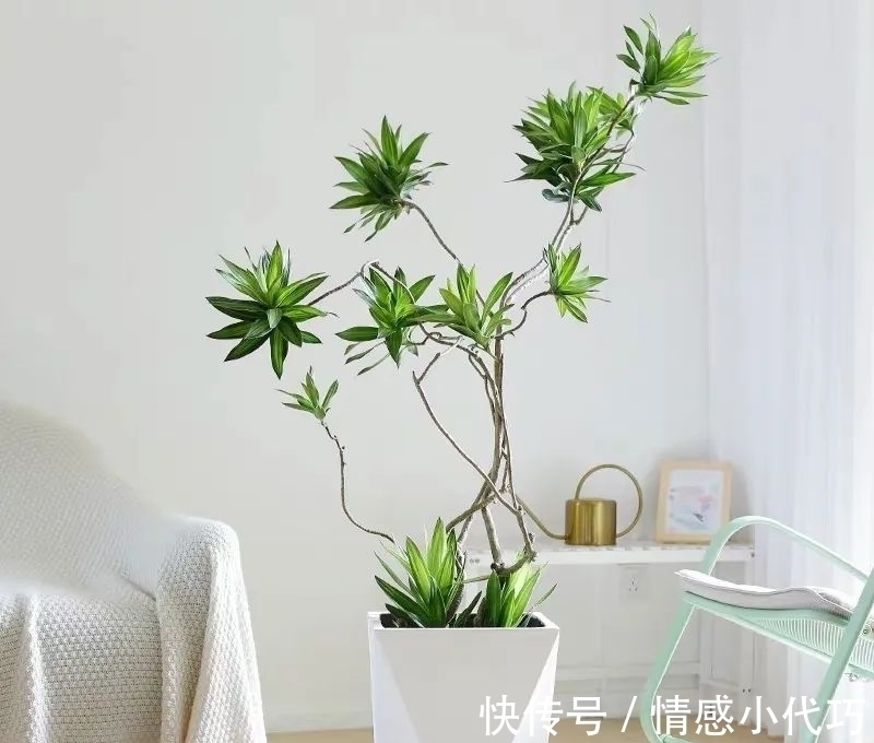 罗汉松|推荐八种镇宅辟邪的植物,家里养一盆,护宅守家保平安