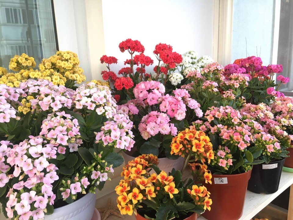 养8种花,别花“冤枉钱”,掐1片叶子“扔土里”,几天就生根