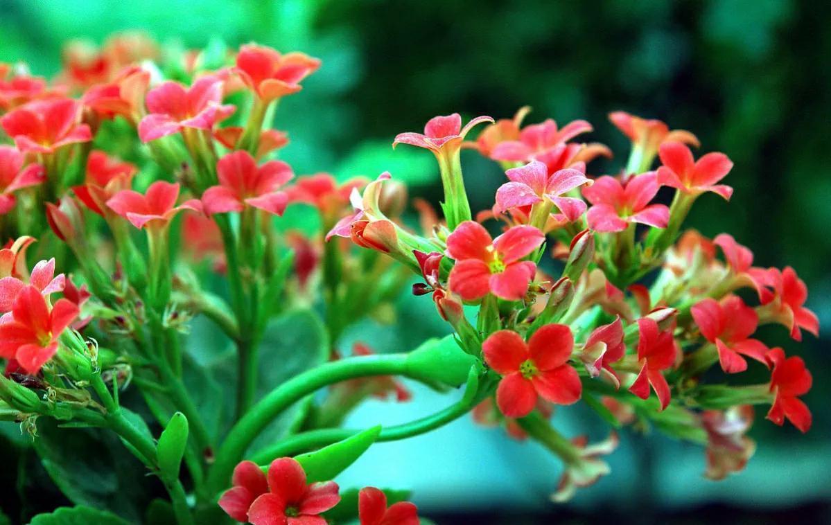 开花|长寿花不开花,“喂1勺”粉末,加3“动作”30天开花满枝头