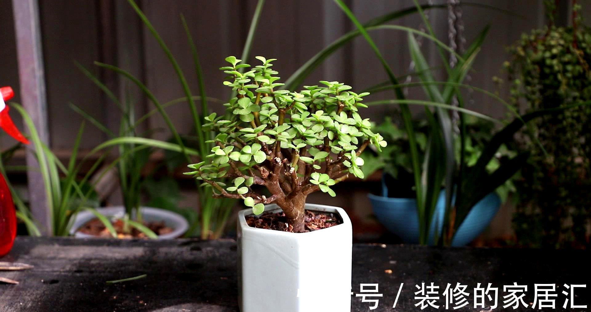 花卉|适合穷养的“5种花”,用小盆,少管一些更利于生长和开花