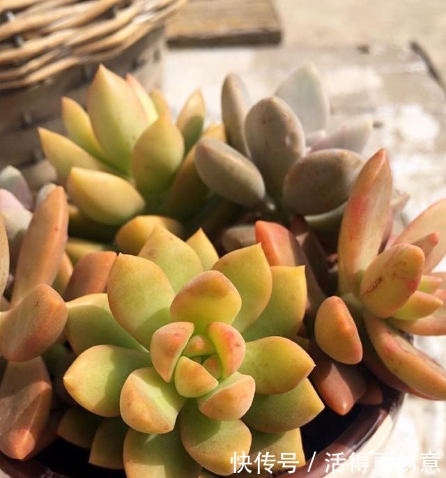 一个盆种一棵多肉好,还是拼盘好记住一点,壮又美,长爆盆!