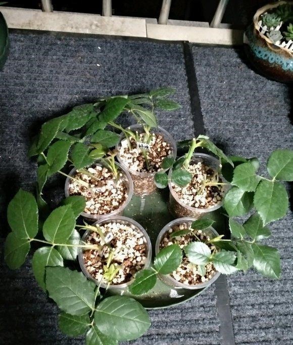 扦插最佳时期到了,有这花赶紧插,沾土就能活!