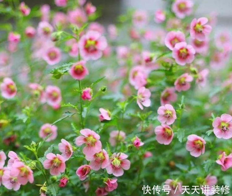 “4种花”懒人、新手都能养的好,一言不合就爆盆,你一定喜欢