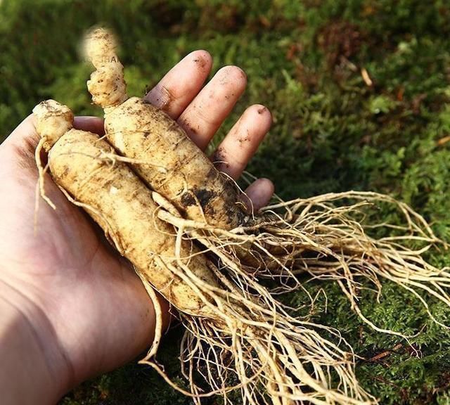 肉桂|一个仅4味药的神奇配方,帮你把元气、肾气、脾气、肺气通通补足