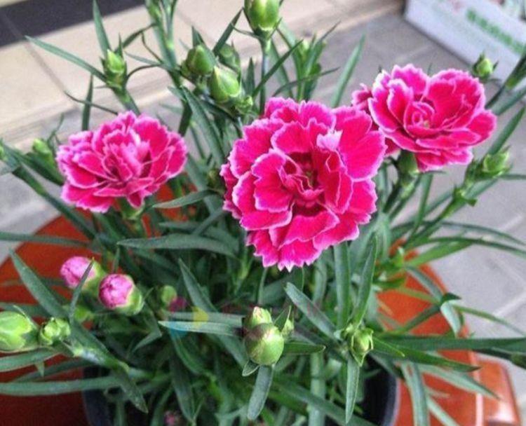 阳台选此4款花卉,四季开花不停,花香四溢香满屋