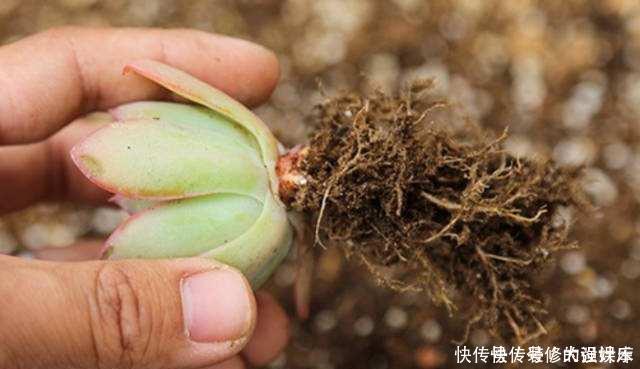 植料|多肉植物换盆别忘了做1件事,15天服盆,侧芽长不停