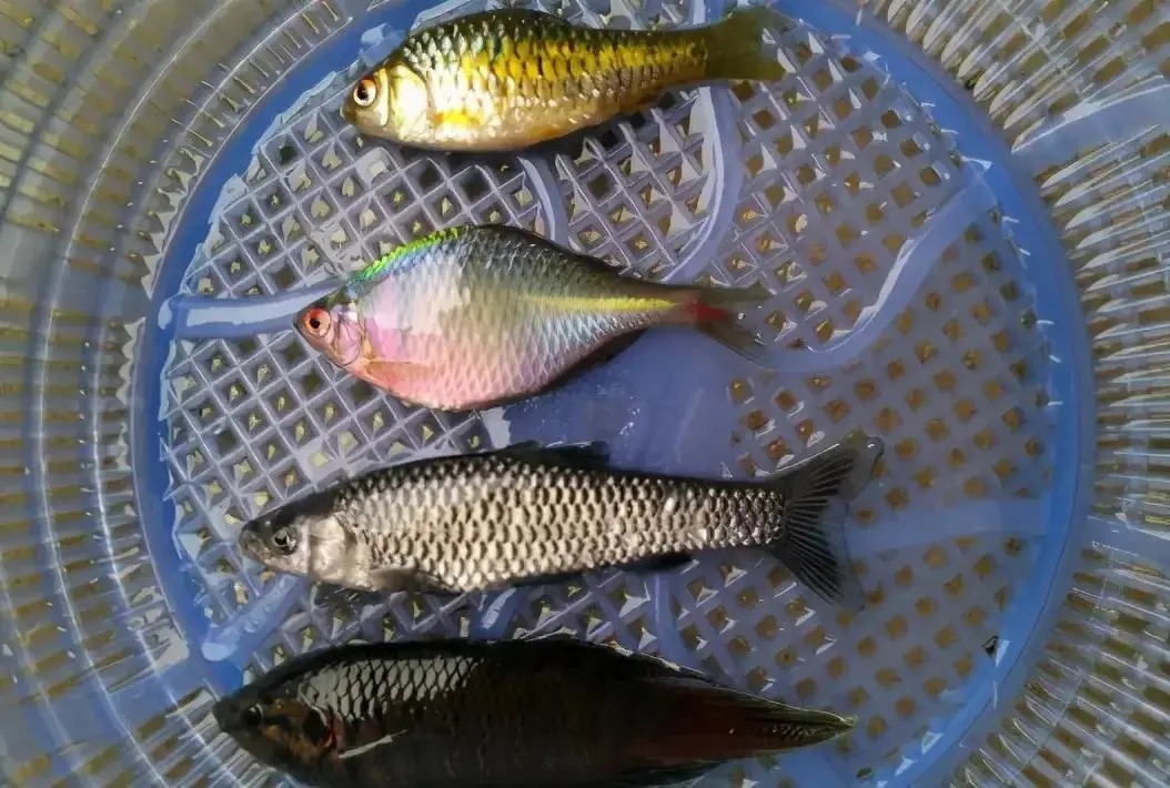 形似“屎光皮”、大如小鳊鱼，大鳍鱊不但好吃还很好钓