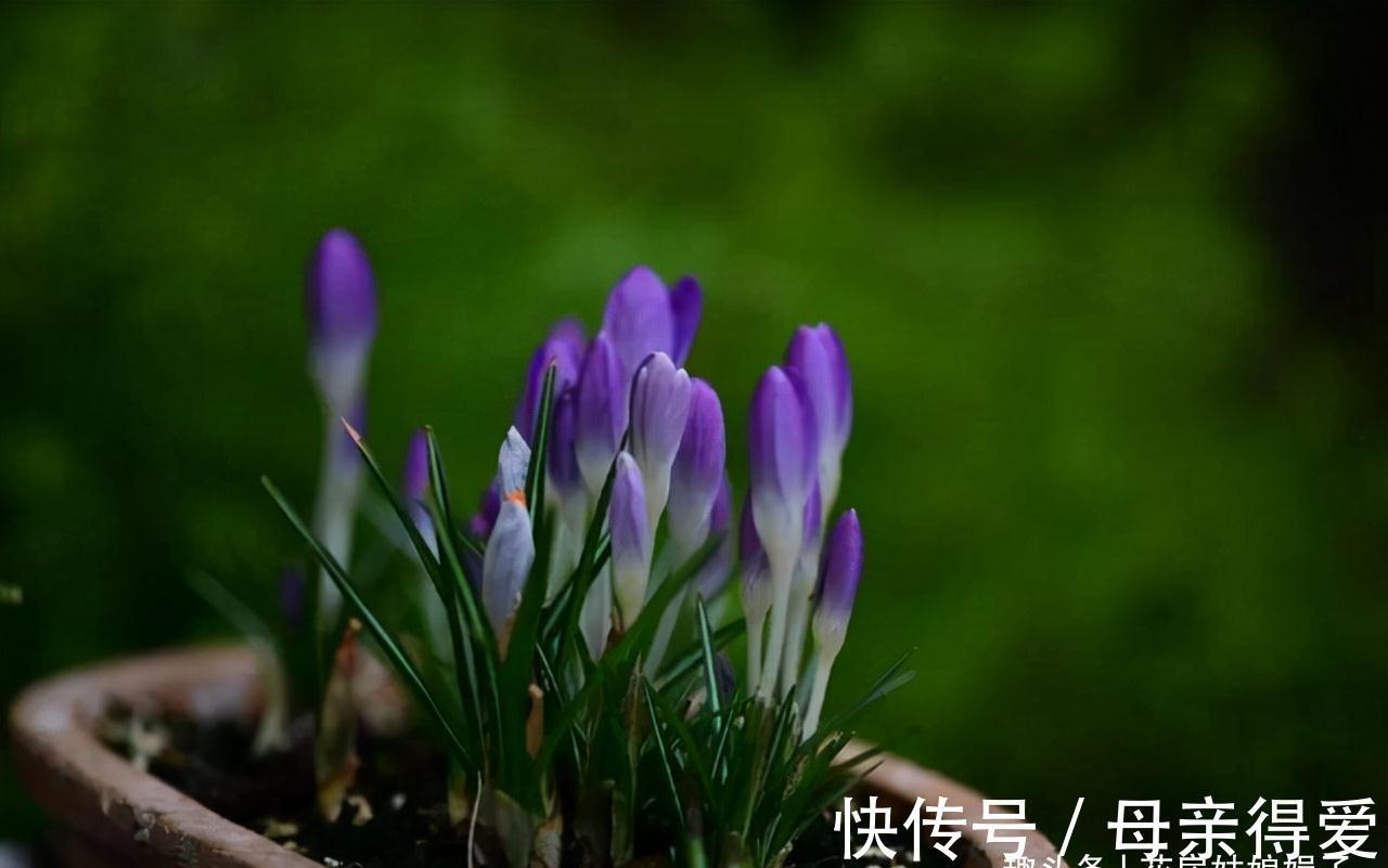 养花重在养根,养好根系要让盆土达到理想状态,关键是要配合平衡