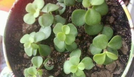 金枝玉叶这么养,长势旺,枝繁叶茂又漂亮!