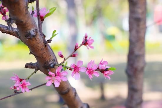 春意盎然！汕头时代广场春花绽放