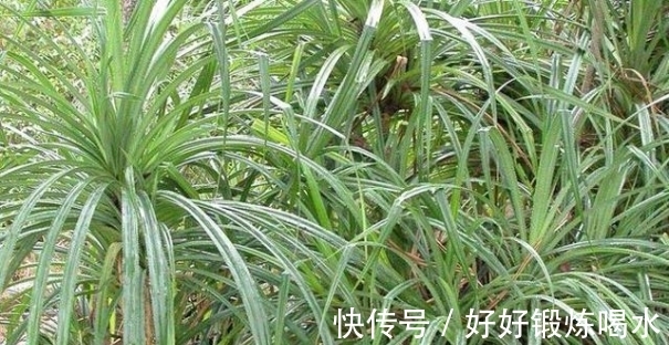 整天活|非洲有种“钻石草”,当地人称这是财富的来源