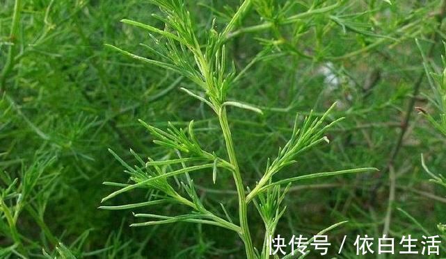 猪毛菜|农村野草全身是“毛”,假如你见到,可别轻视或除掉,价值很高