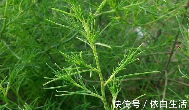 猪毛菜|农村野草全身是“毛”，假如你见到，可别轻视或除掉，价值很高