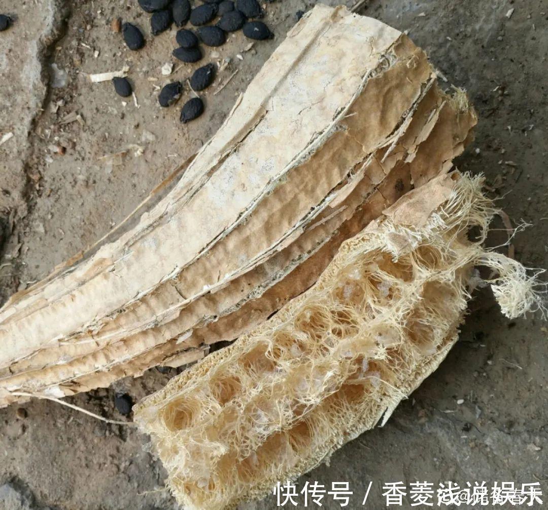 1把核桃垫盆底,不烂根、不招虫,疯长停不下来!