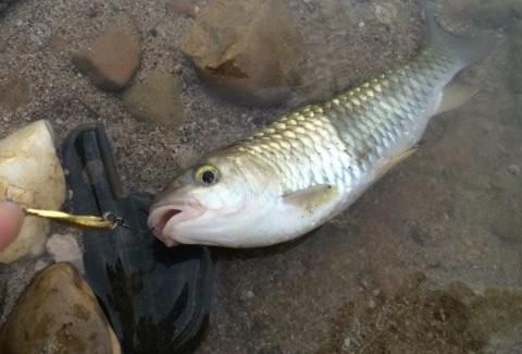 神似草鱼爱吃肉,个头不大力气大,背上还藏倒刺,被称为淡水之王