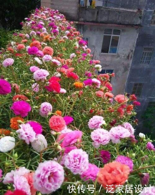 抓住春天扦插季,剪一个花枝,落地就生根,繁殖一堆小花苗
