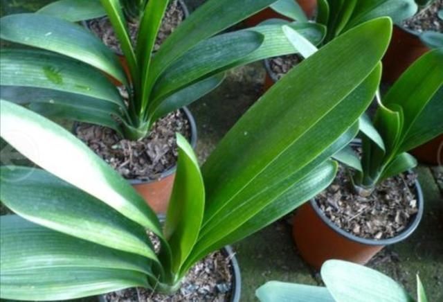 植株|君子兰叶子出现褶皱,3个方面没有做好,应及时改正