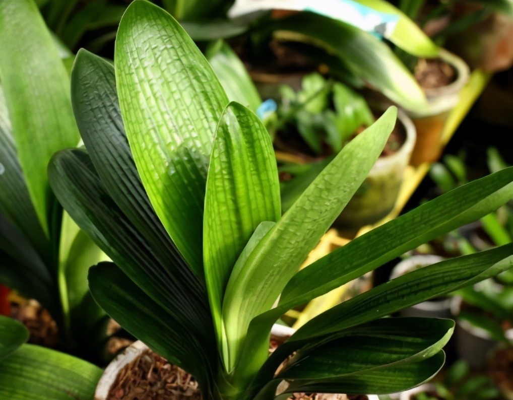 君子兰有“四爱”知道么这是养好它的关键，也能轻松养开花