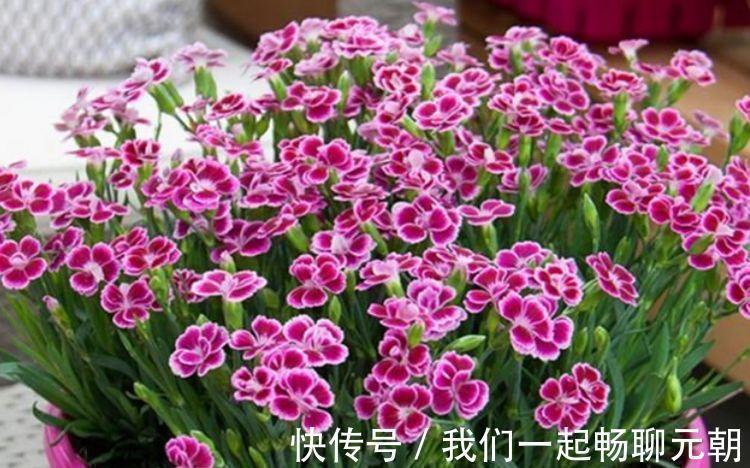 4种花自带财运，好养易活不招虫，比牡丹好看，比吊兰好养