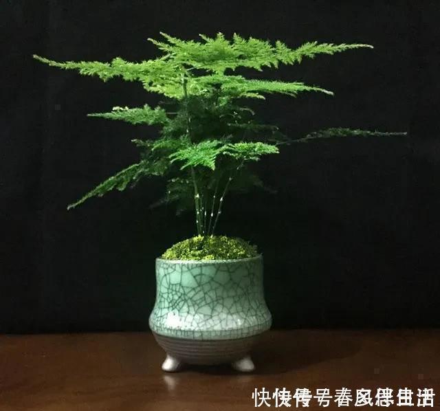 碰碰香|不管有钱没钱,家里养这十种植物,招财镇宅又养人