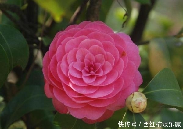 茶花只结蕾，不开花怎么办？可能是这3个方面的原因