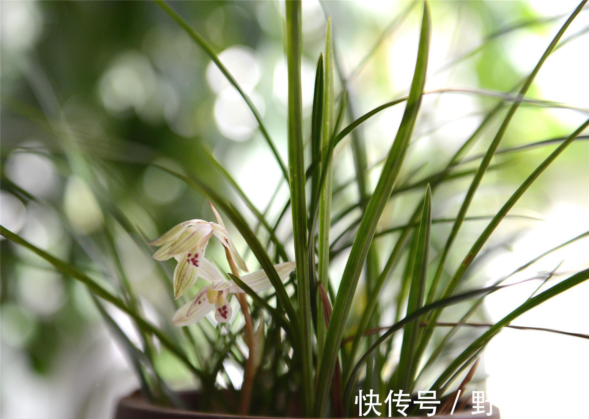 白嫩|入冬养兰有“三怕”，避开不落蕊，缀出白嫩萝卜根，绽放层叠群兰