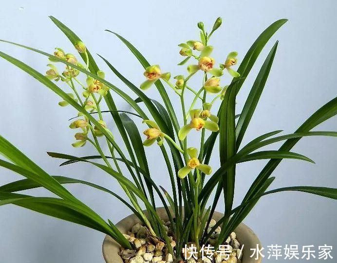 水仙瓣|8种兰花，最适合新手养，好活好开花关键还便宜！