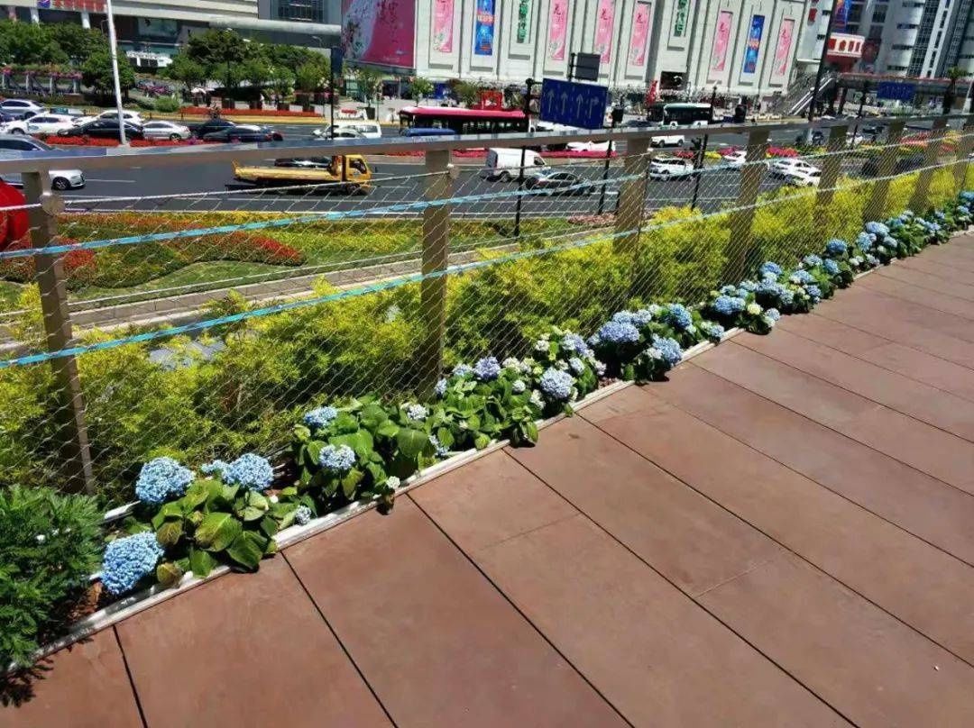 马卡龙|绣球繁花尽绽放 徐汇街头觅“清新”