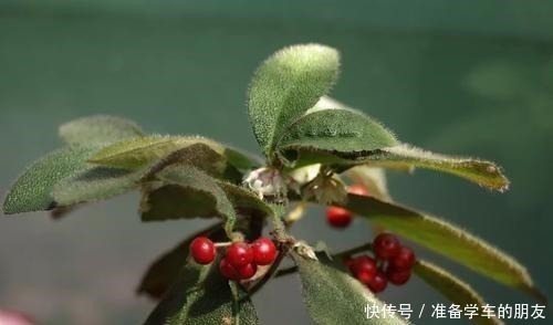 阴性|4种“耐阴性”绿植，家里放一盆，再也不怕没阳光养不了花了！