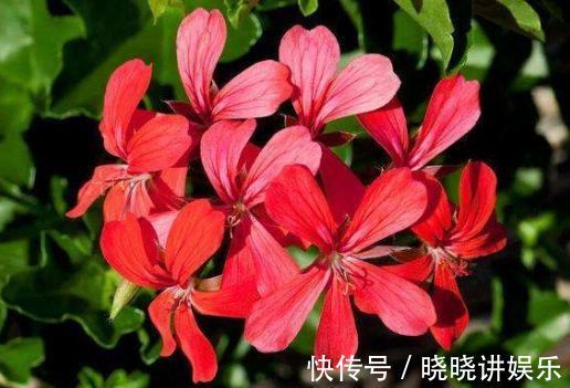 喜欢在家里养花，就养几种最受欢迎的花，开花喜庆还好养，满屋香