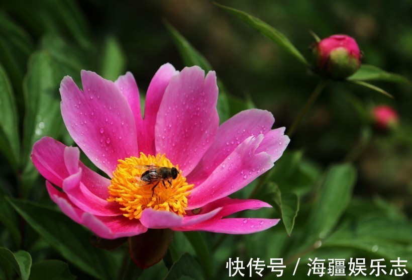 天赐桃花运|近段时间内，天赐桃花运姻缘大好，邂逅真爱，恩爱到老的四大生肖