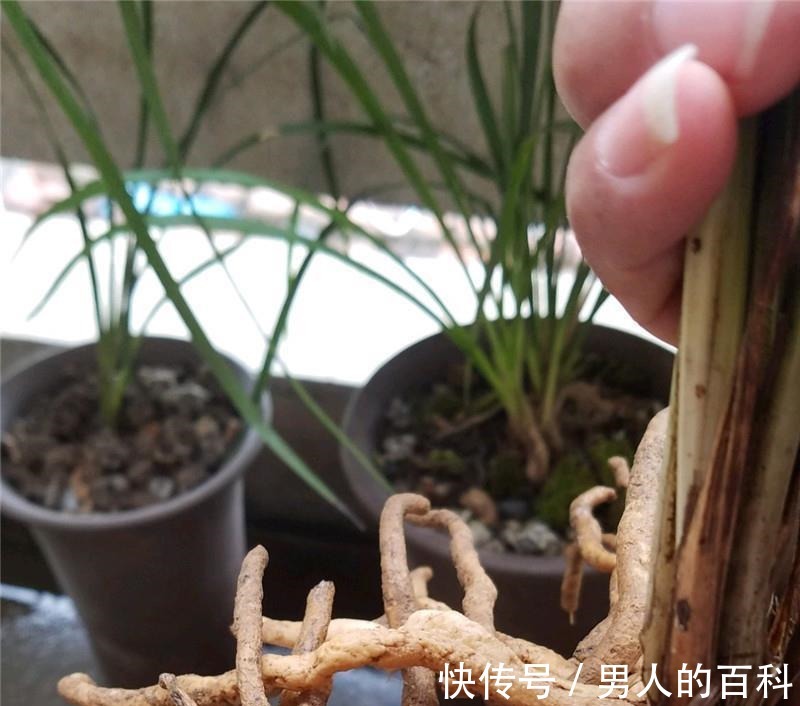 兰花根上“5个螺”,近看“老卢头”,赶紧剪掉保命!