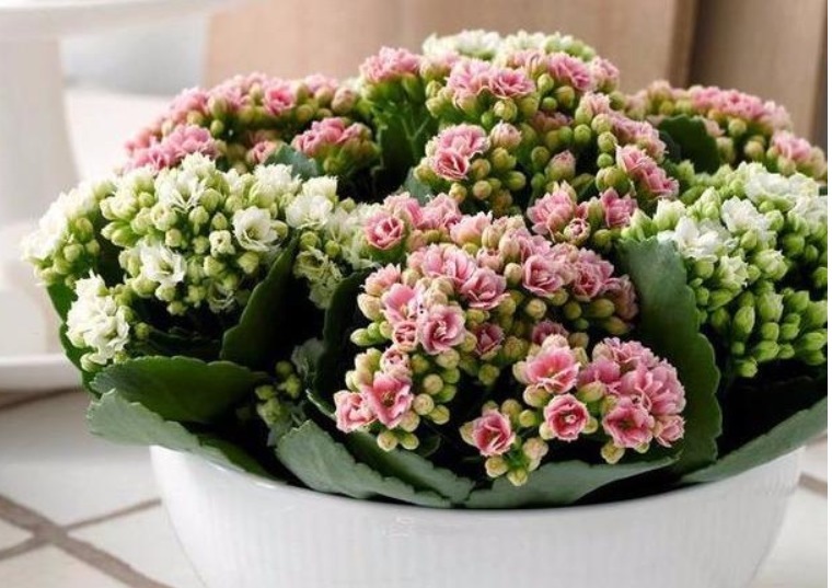 长寿花喝上“天然促花水”，30天就开爆盆，开完还开