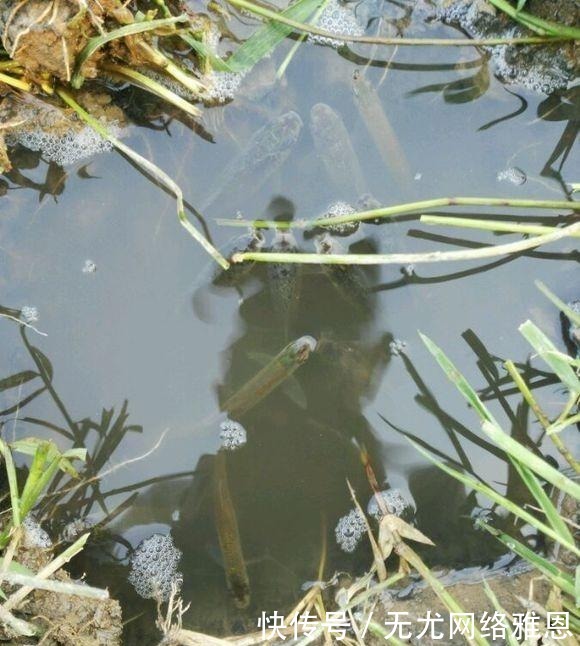 为何随便挖个水坑,时间久了就会有鱼?其实原理一说就明白