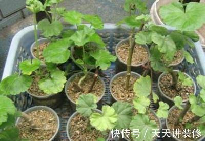 5种“漂亮花”,趁着秋天快扦插,7天就生根,年底就赏花