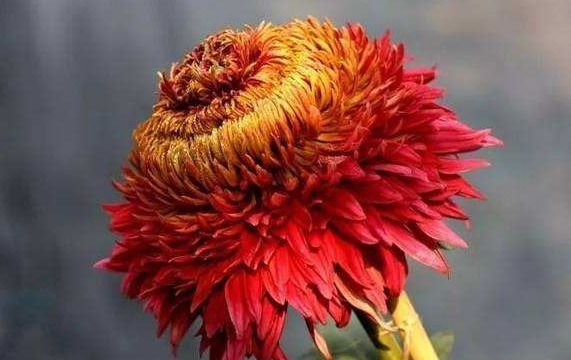 喜欢养菊就选“大红芍药”，花姿优雅，美艳端庄，观赏性价值极高