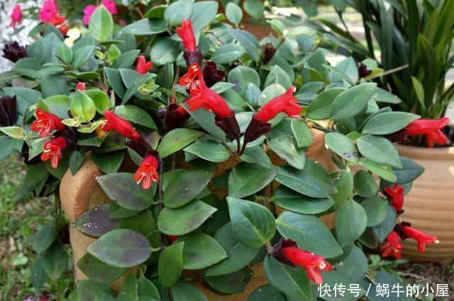 此3种“耐阴花”，光照不好也开花不停，一年开花200天