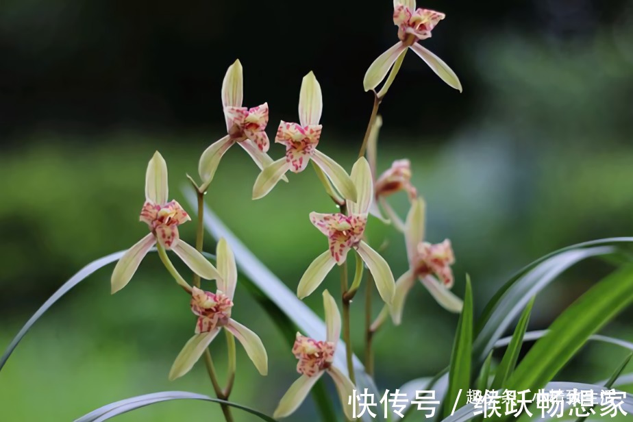 新手养兰花，4个误区别犯，不然好心办坏事，等着收空盆