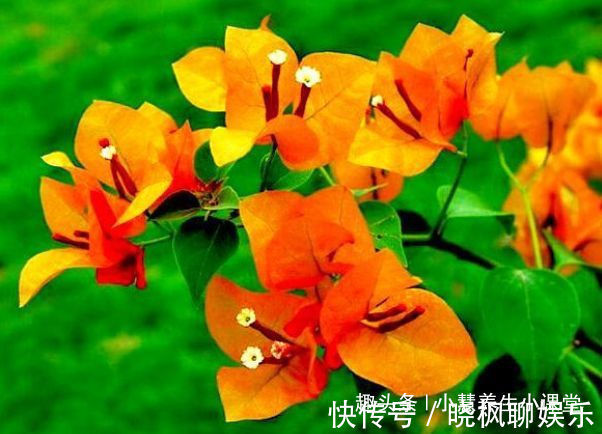 喜欢三角梅，就养盆“开花机器”柠檬黄三角梅，花开爆盆成花树！