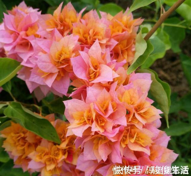 肥料|养三角梅,学会此“绝技”,想让它啥时候开花,任由你控制