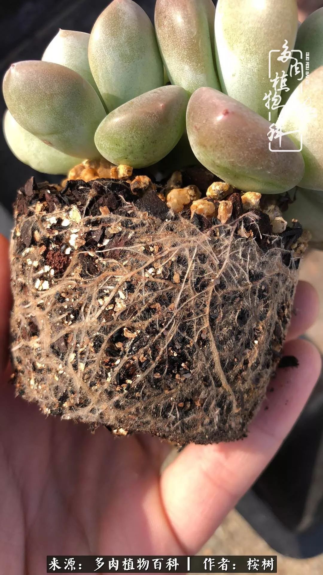 多肉度夏经验谈四季皆露养，兢兢业业养肉三年半！