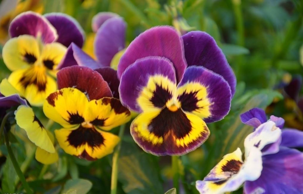 此花是一种美丽的花，所代表的是思念，也有着忧虑