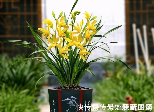 花卉|建议夏天遇到此兰花,别手软,多买些,能让你“清凉一夏”!