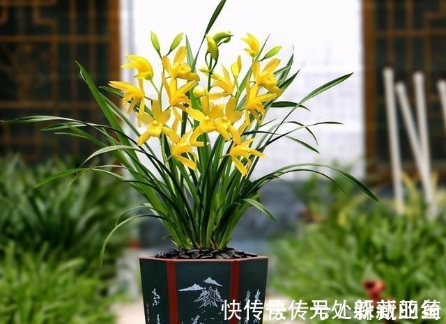 花卉|建议夏天遇到此兰花，别手软，多买些，能让你“清凉一夏”！