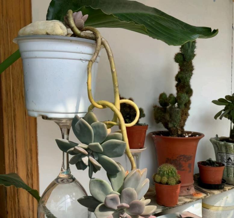 春季养多肉,先用水催养,再控成大老桩,还不信多肉不出悬挂老桩