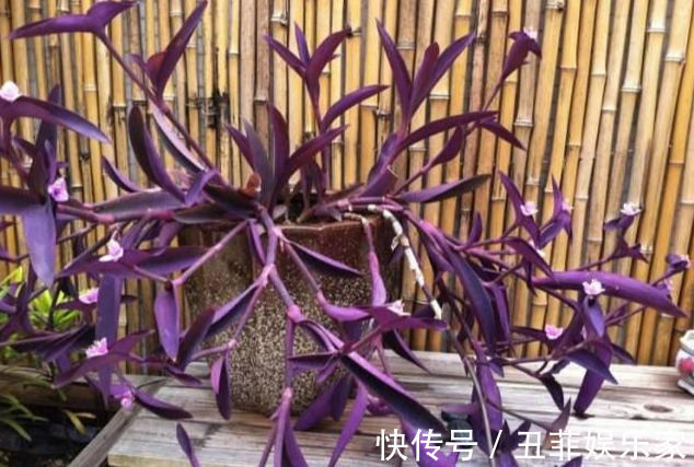 这3种吊兰千万别这么养,不然疯长爆芽,控制不住!