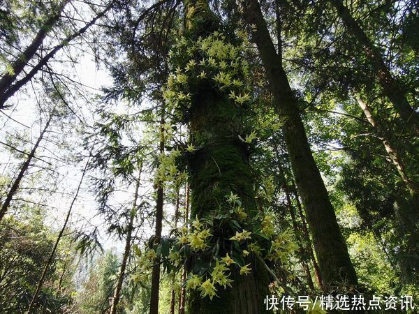 鲜花|育人间仙草 配致富良方