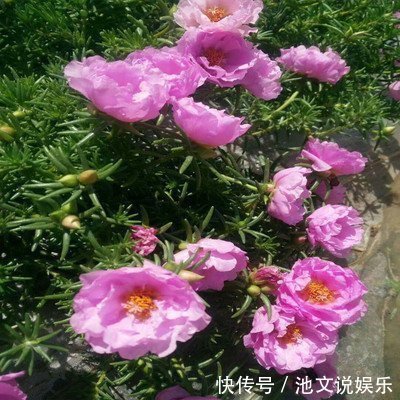 旺夫旺|3大生肖女是出了名的“母老虎”，男人很难降住，却能旺夫旺家